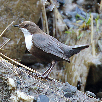 White-throated Dipper