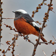 White-winged Redstarth