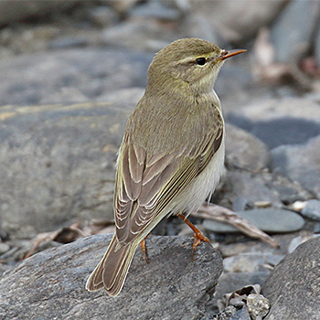 Willow Warbler