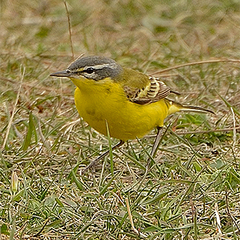 Western Yellow Wagtail (<em>beema</em>)