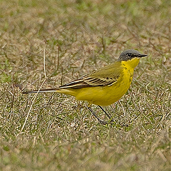 Western Yellow Wagtail (<em>thunbergi</em>)