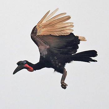 Abyssinian Ground-hornbill