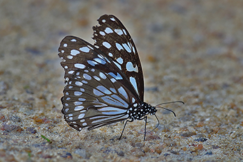 African Blue Tiger