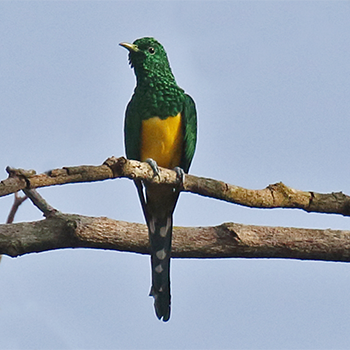 African Emerald Cuckoo