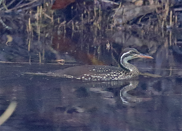 African Finfoot