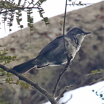 African (Fraser's) Forest-flycatcher