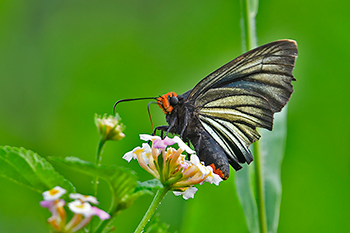 African Giant Skipper