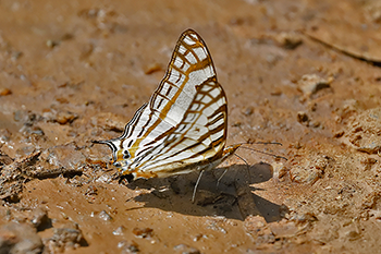 African Map Butterfly