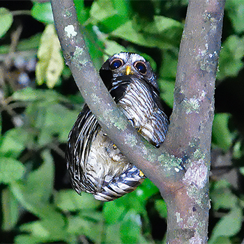 African Wood-owl