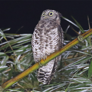 Akun Eagle-owl