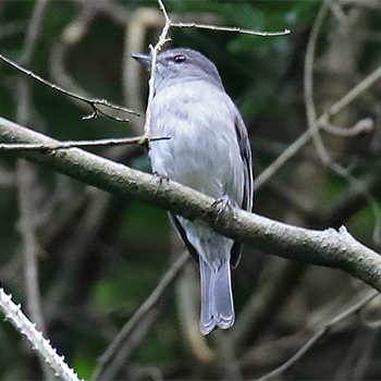 Ashy Flycatcher