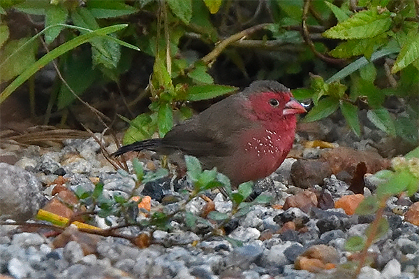 Bar-breasted Firefinch