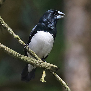 Black-and-white Manakin