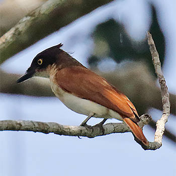 Black-and-white Shrike-flycatcher