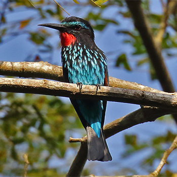 Black Bee-eater