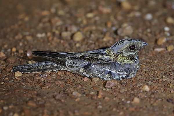 Black-shouldered Nightjar