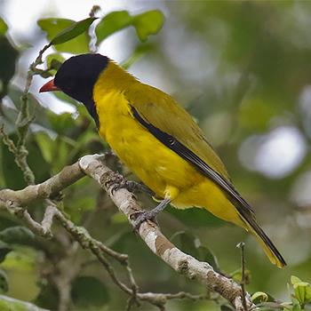 Black-winged Oriole