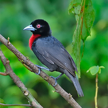 Red-vented Malimbe