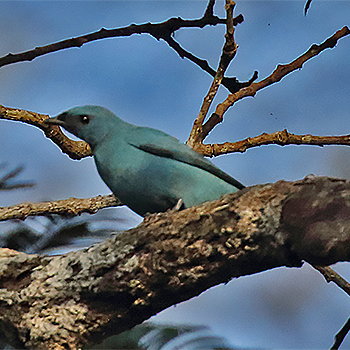 Blue Cuckooshrike