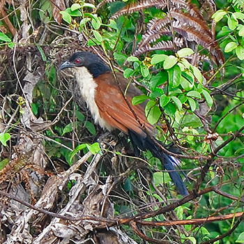 Blue-headed Coucal