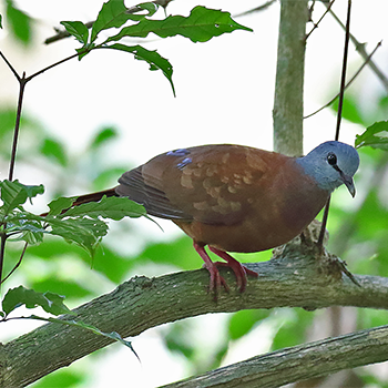 Blue-headed Wood-dove