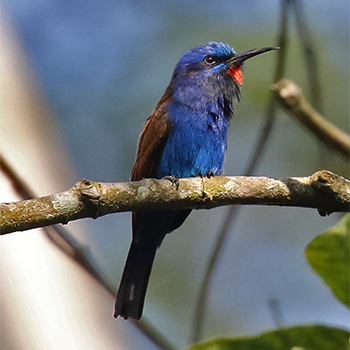 Blue-moustached Bee-eater