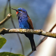 Blue-moustached Bee-eater