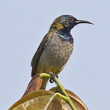 Blue-throated Brown Sunbird