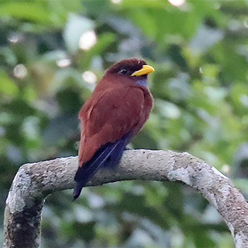 Blue-throated Roller