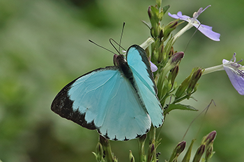 Blue Vagrant