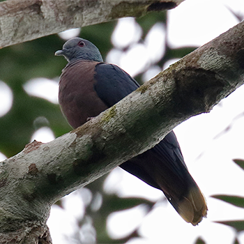 Bronze-naped Pigeon