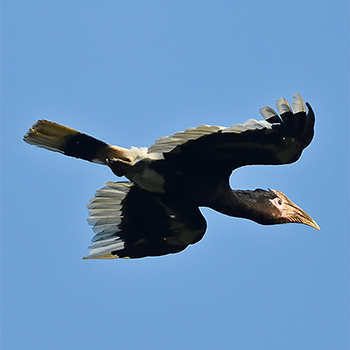 Brown-cheeked Hornbill