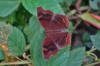 Brown Pansy
