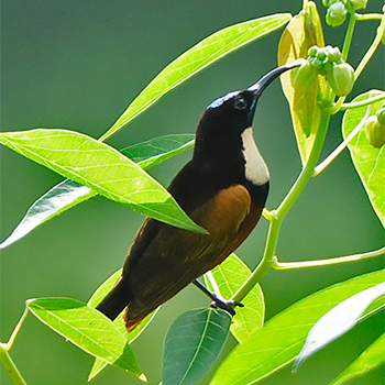 Buff-throated Sunbird