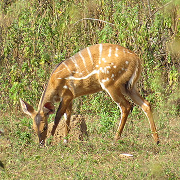 Bushbuck