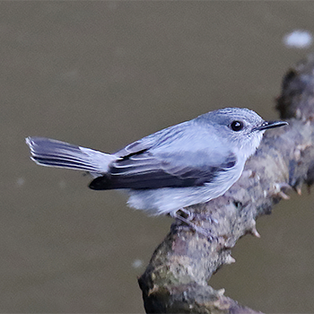 Cassin's Flycatcher