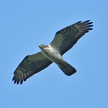 Cassin's Hawk-eagle
