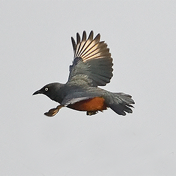 Chestnut-bellied Starling