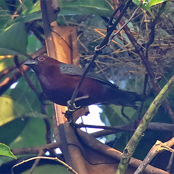 Chestnut-breasted Nigrita