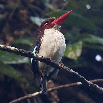 Chocolate-backed Kingfisher