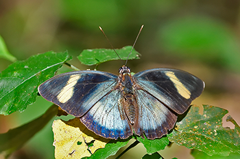 Common Ceres Forester