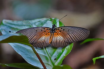 Common False Acraea