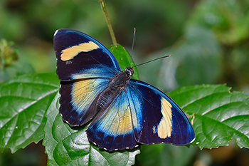 Common False Forester