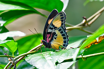 Common Pink Forester