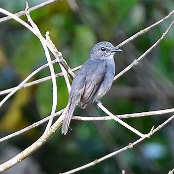 Dusky-blue Flycatcher