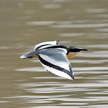 Egyptian Plover