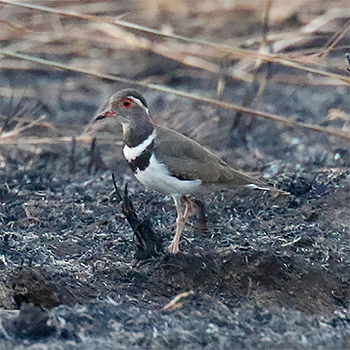 Forbes's Plover
