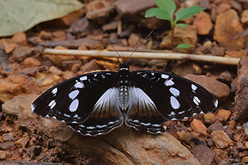 Forest Glade Nymph