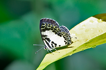 Forest Pied Pierrot