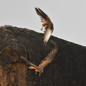 Fox Kestrels